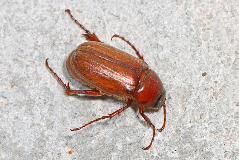 bug on a ground