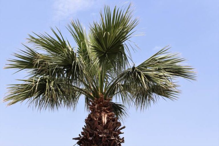 6 Best Trees to Plant in Houston