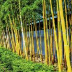 How to Remove Bamboo From Your Yard
