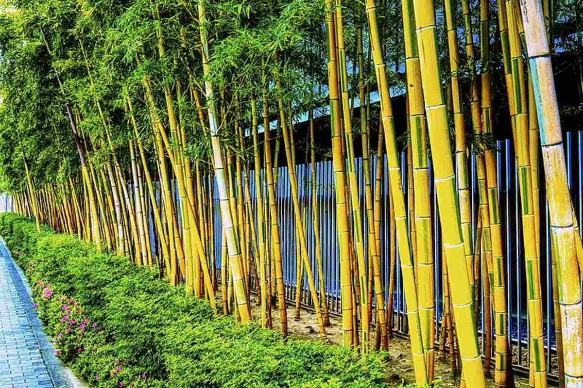 A large number of bamboo grown in a lawn