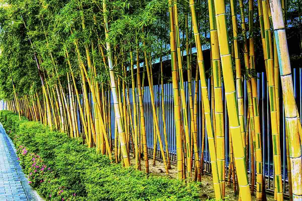 Garden Q&A: Help! My neighbor's bamboo is invading my yard