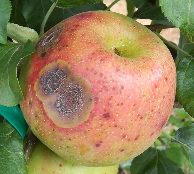 Apple Tree Diseases and How to Treat Them