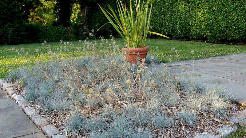 Blue Fescue in the Garden