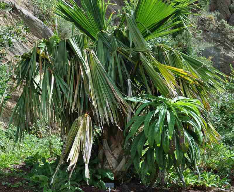 Brahea edulis