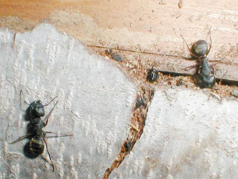 Carpenter ants dying of insecticide