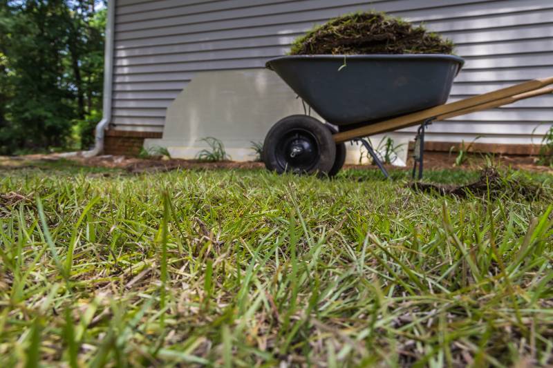 Low angle shot of centipede grass