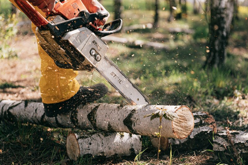 Chainsaw cutting the tree 