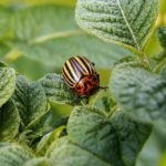 What Is Organic Pest Control?