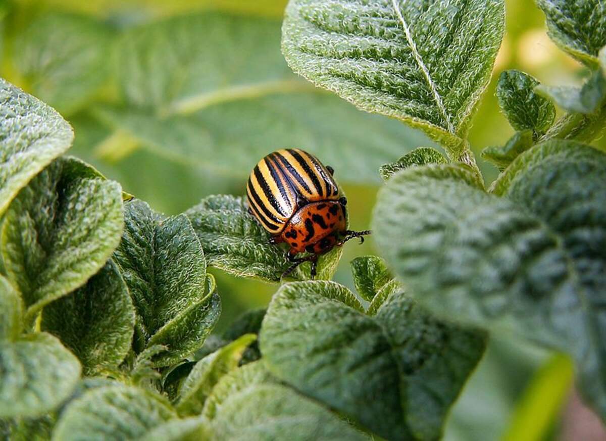 beetle pest on colorado potato