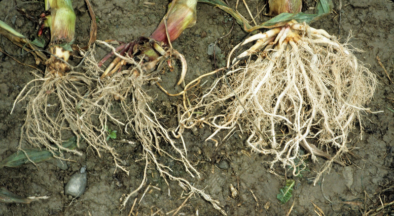 Damaged Roots