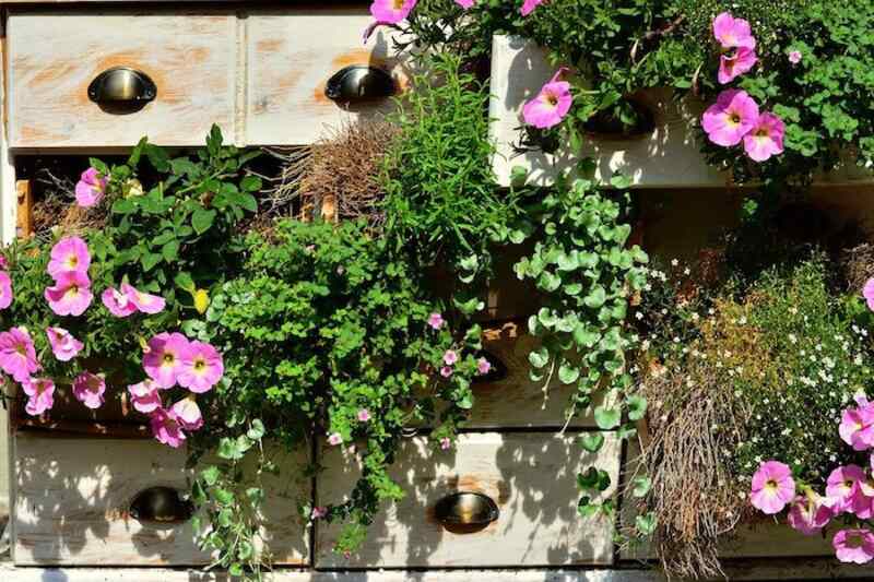 A dressed up drawer vertical garden