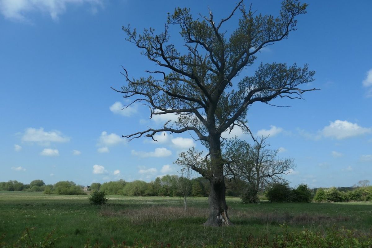 Dying Tree in a landscape