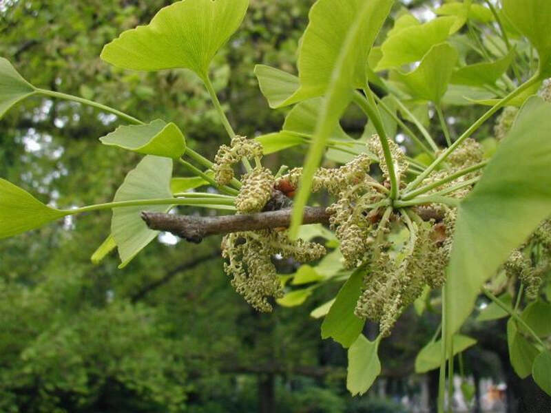 Ginkgo biloba