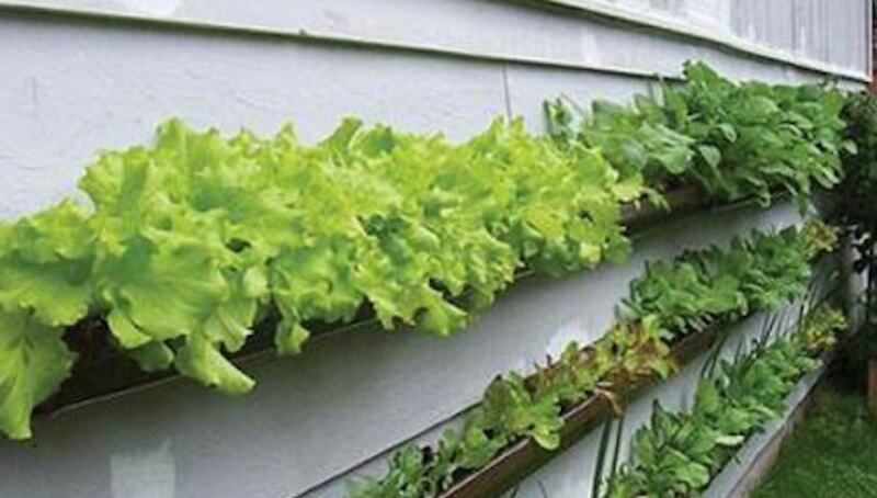 A gutter vertical garden grown