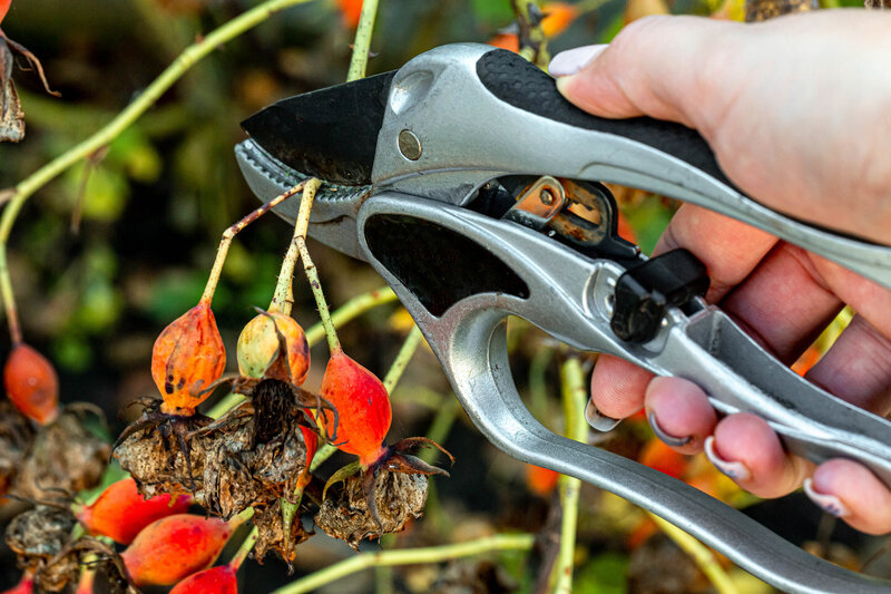 Text: Hand Pruner | Background Image: Pruning a rose Bush with a pruner close up