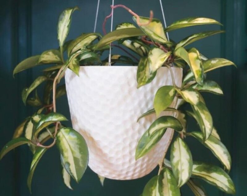 A beautiful hanging plant which is hung to the ceiling