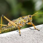 How to Get Rid of Grasshoppers