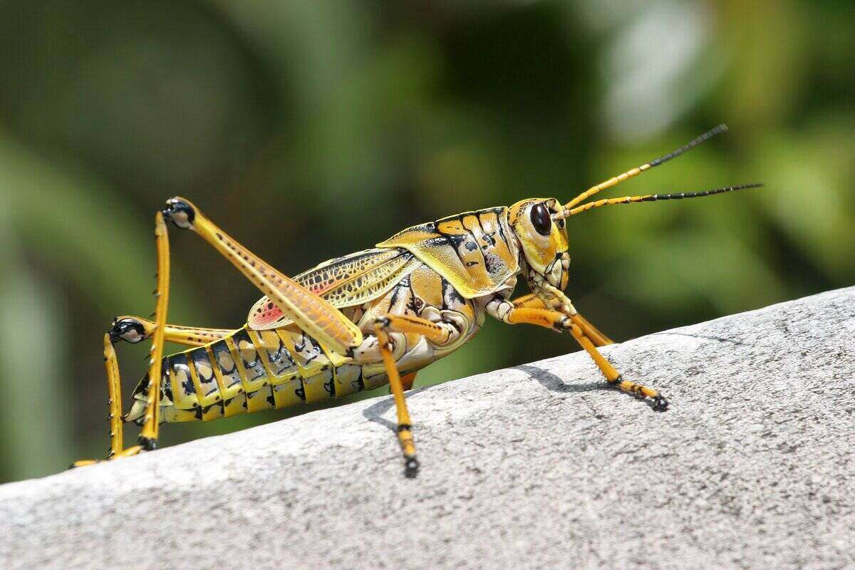 Grasshoppers on tree branch