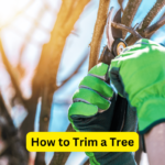 How to Trim a Tree