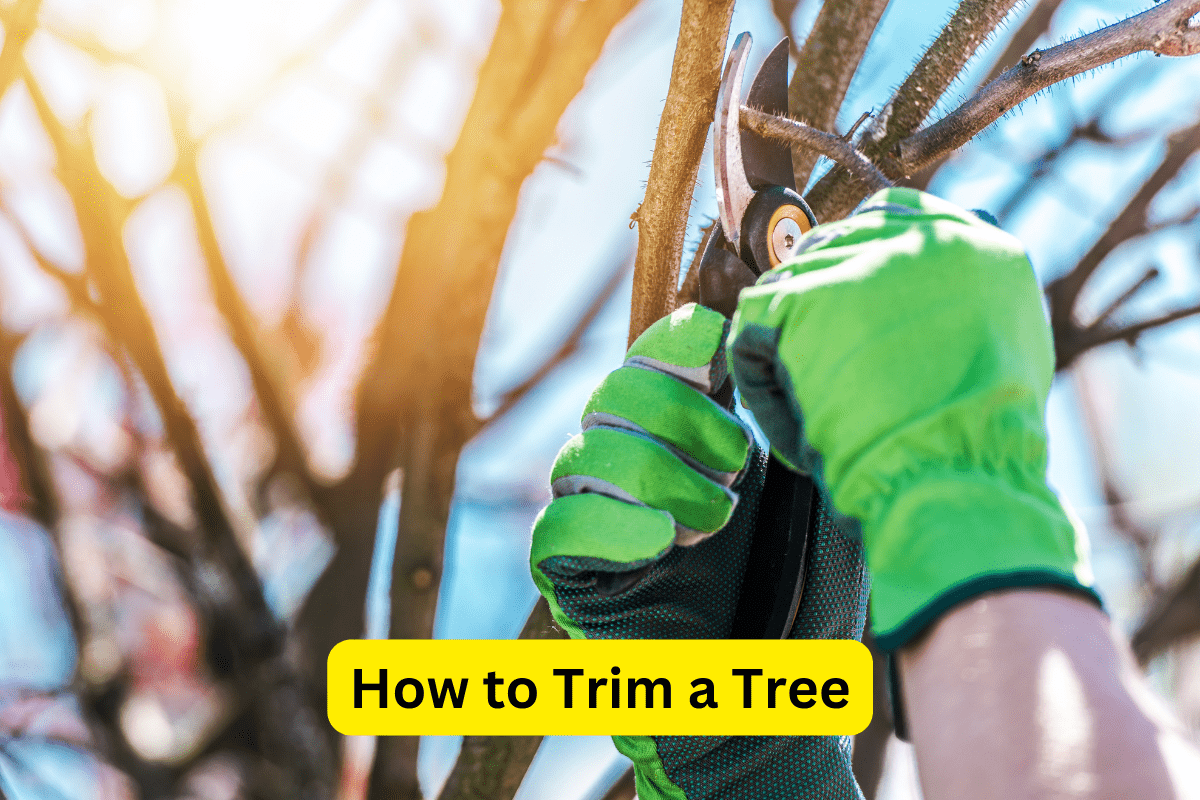 Text: How to Trim a Tree | Background Image: Man Hand with Green Glove Trimming a Tree