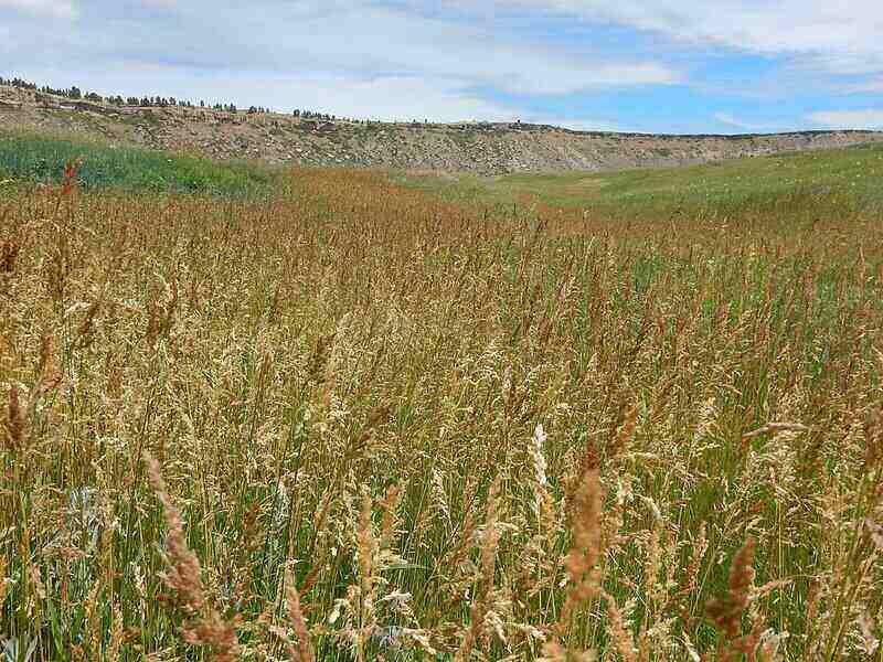 5 Best Grasses for HighTraffic Yards