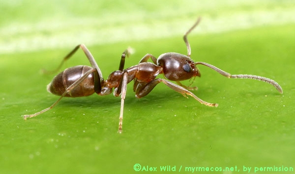 Argentine ant