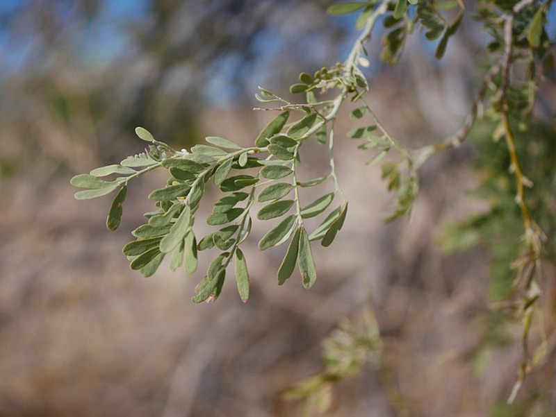 Olneya tesota