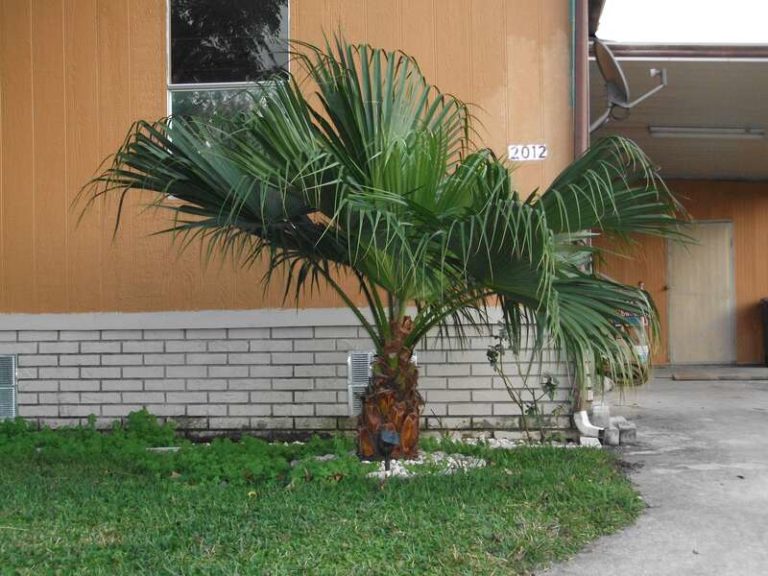 How to Care For Palm Trees