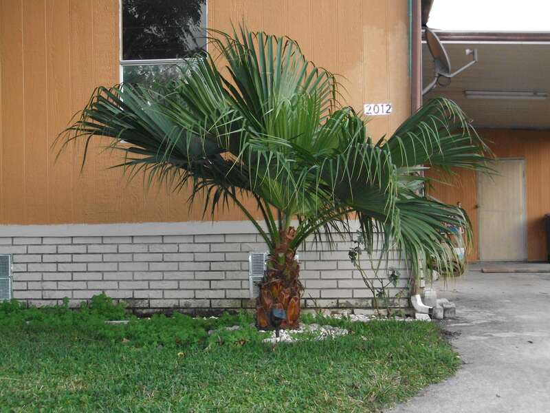 palm plant