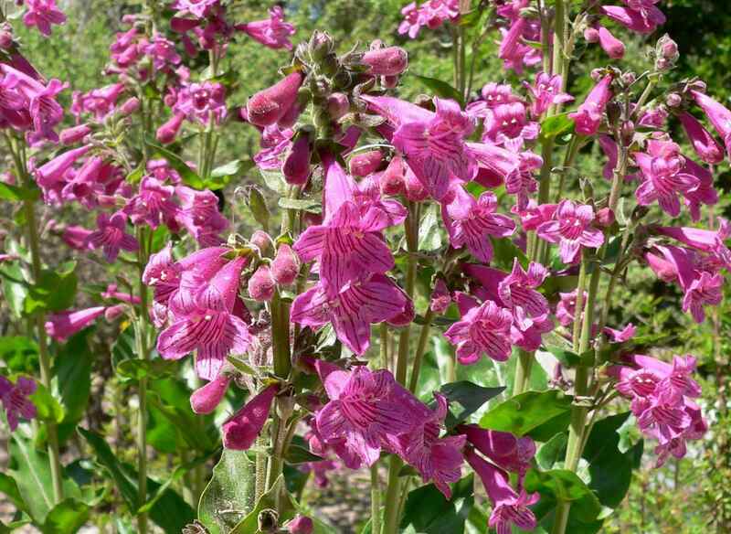 Penstemon_triflorus_