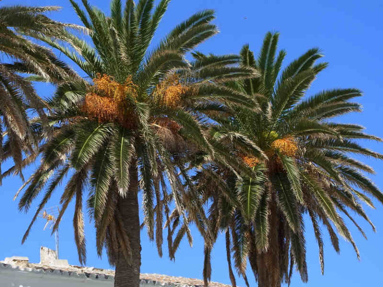 7 Best Palm Trees to Plant in Phoenix
