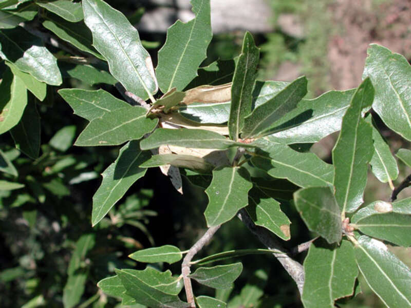 Quercus_emoryi