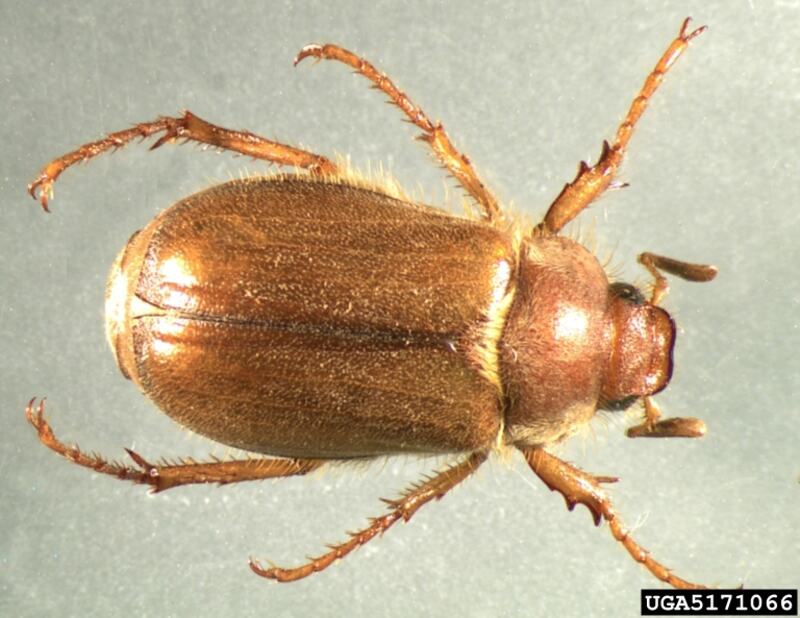 Rhizotrogus majalis bug