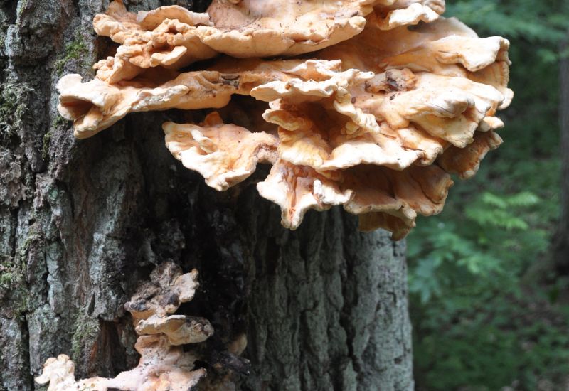 Rot or Fungus on the tree trump