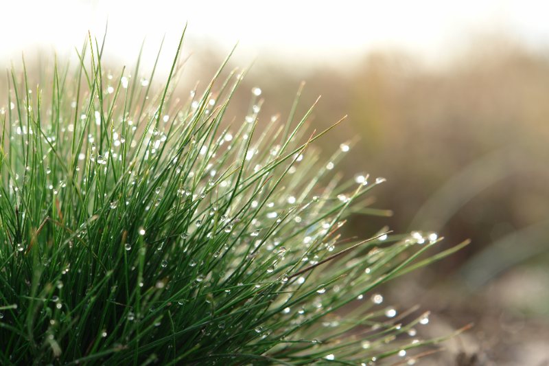 close up image of clump of sheep fescue