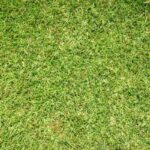 A close-up view of St. Augustine grass with broad, flat, and dense green blades forming a thick turf.