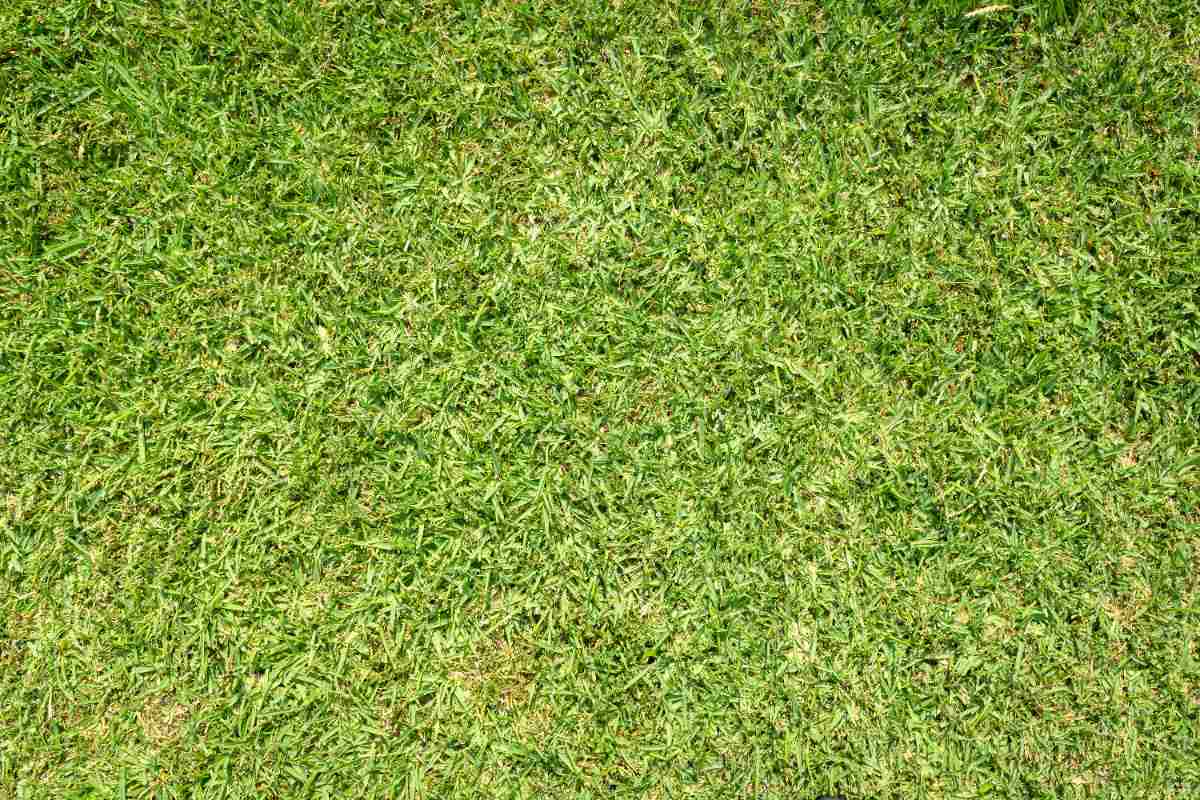 A close-up view of St. Augustine grass with broad, flat, and dense green blades forming a thick turf.
