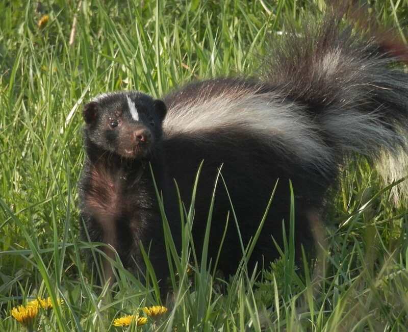 striped skunk