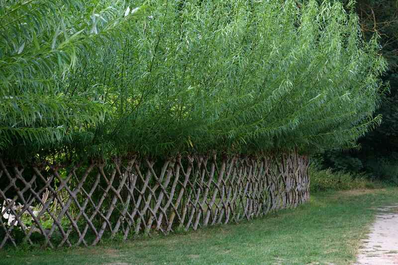 Living fence