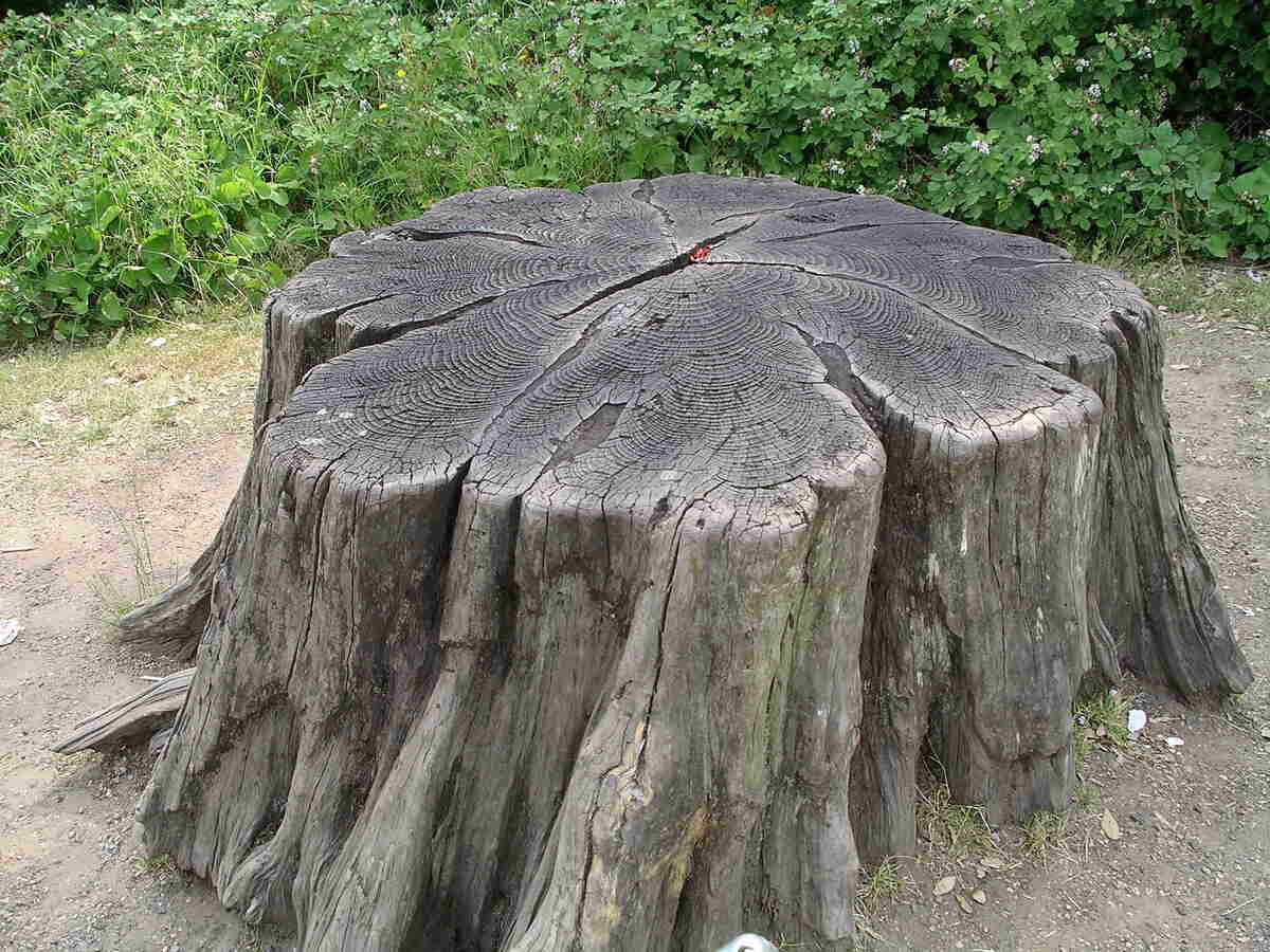 tree stump on a ground