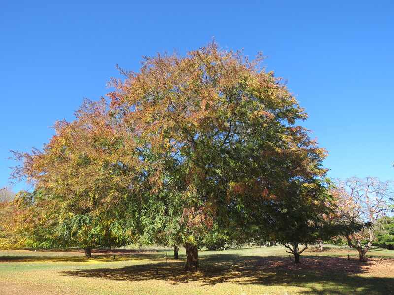 Ulmus parvifolia in Golden Valley