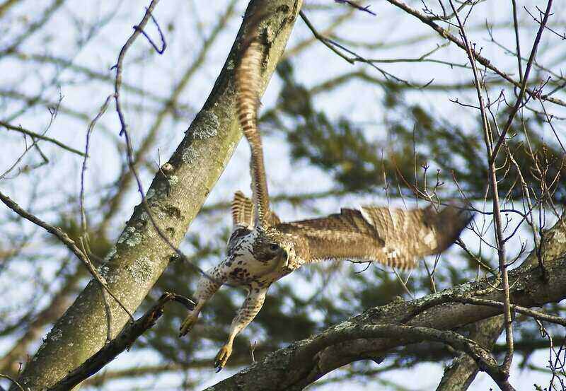 A Hawk in our backyard