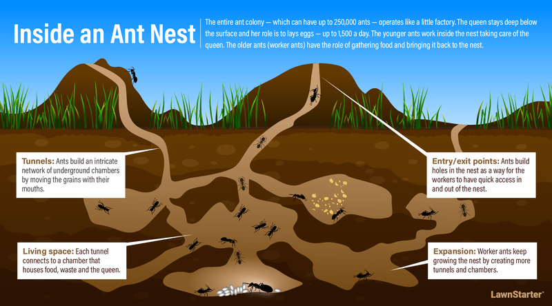 ant-colony-update