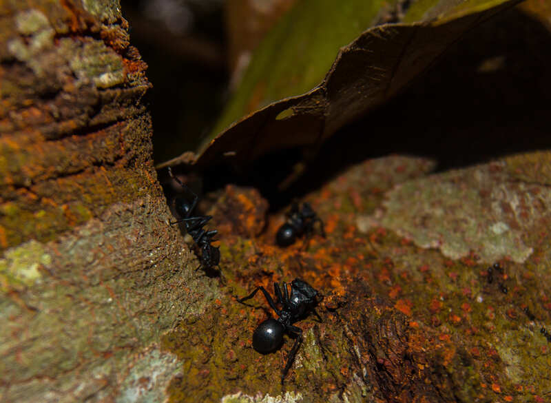 Carpenter ants along the tree branches