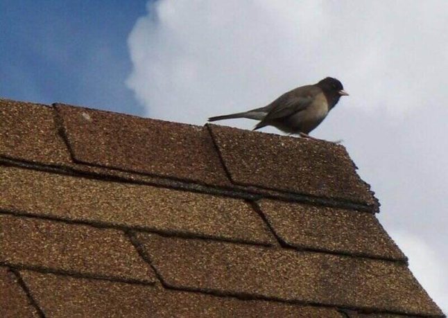 A bird perched atop an asphalt shingle roof