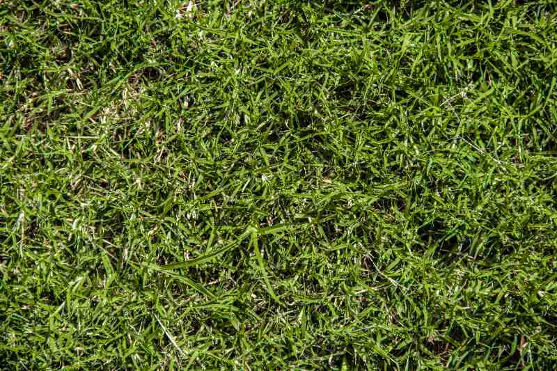A close-up view of dense, green Bermudagrass blades covering the ground.