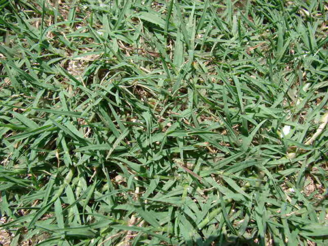 Bermudagrass yard