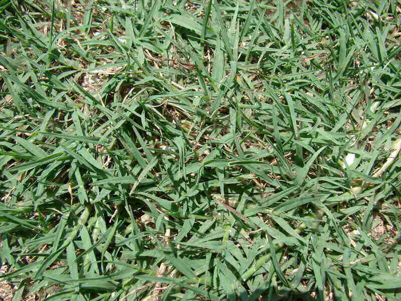 Closeup of bermudagrass
