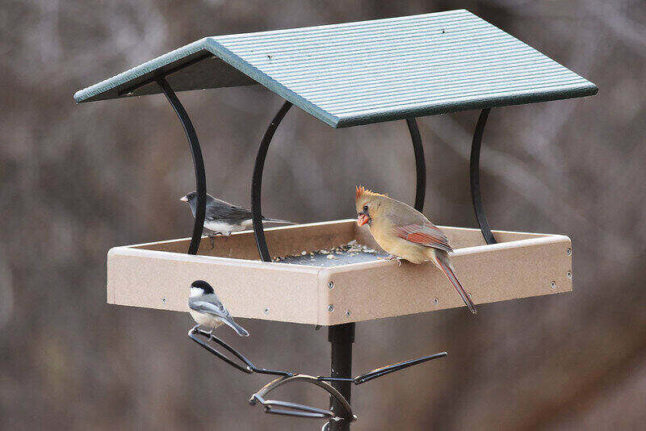 Bird feeder on pole with cardinal and two other birds