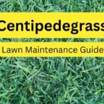 Centipedegrass Lawn Maintenance Guide